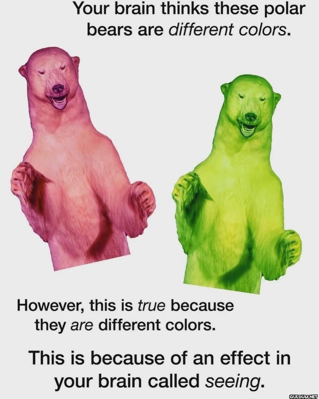 Your brain thinks these...