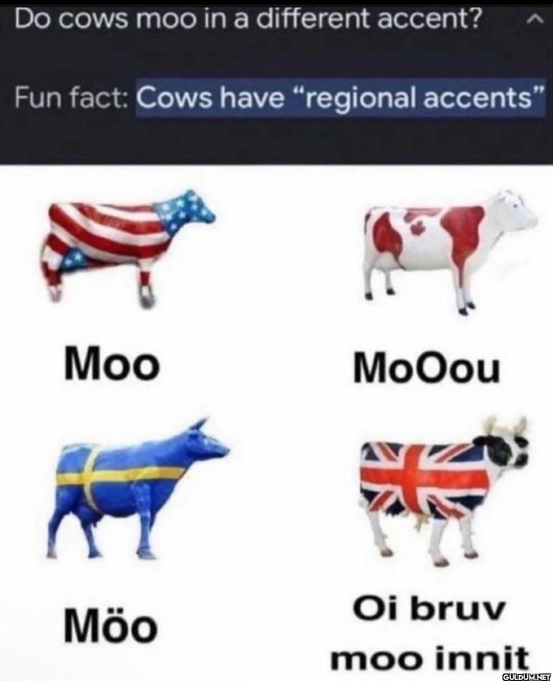 Do cows moo in a different...
