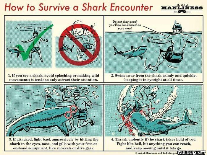 6. How To Survive A Shark...