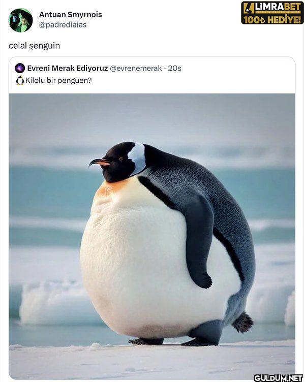 celal şenguin Evreni Merak...
