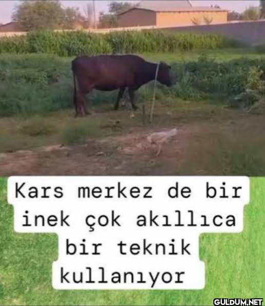 rastgele dost Kars merkez...