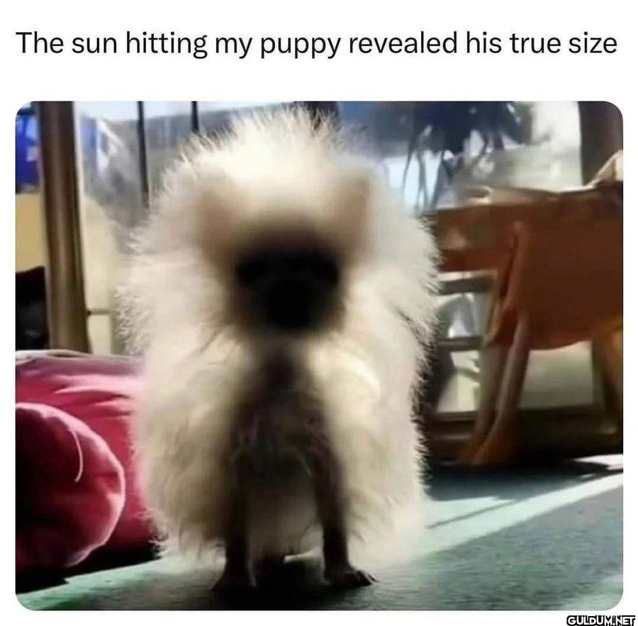 The sun hitting my puppy...