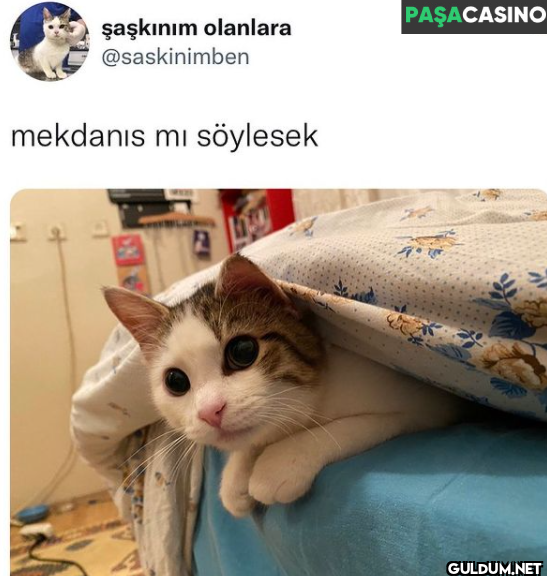 PAŞACASINO mekdanis mı söylesek