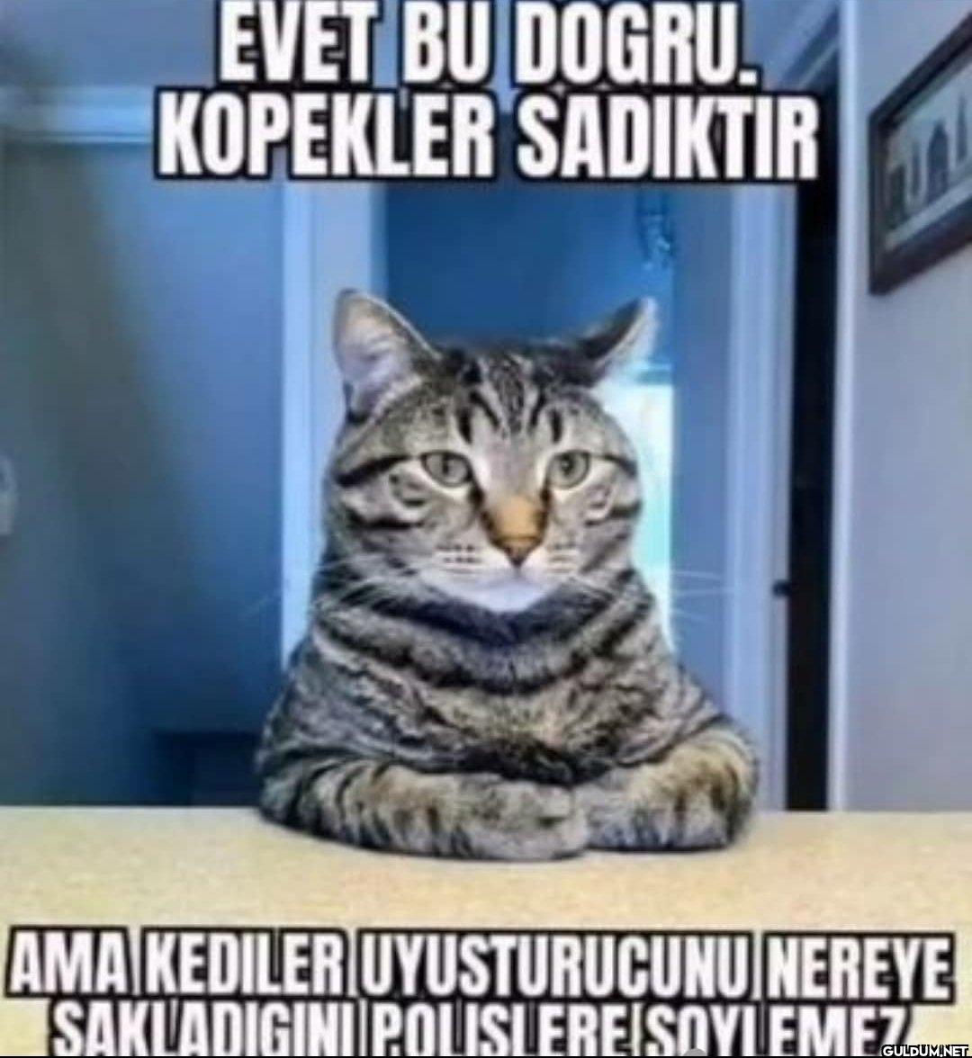 EVET BU DOGRU KOPEKLER...