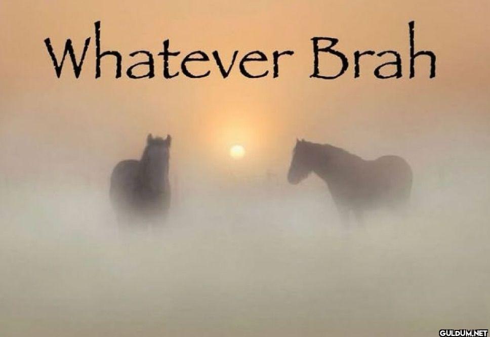 Whatever Brah