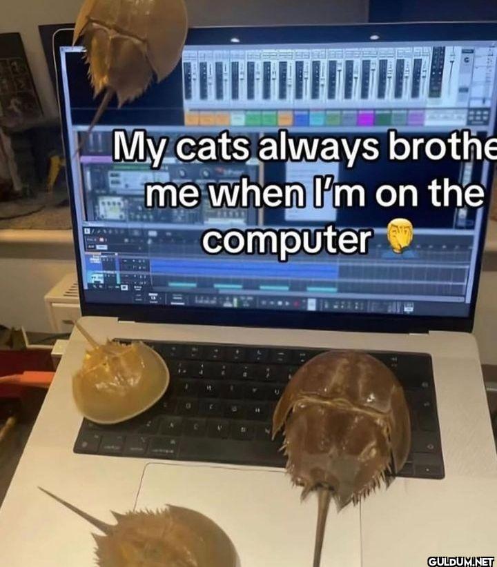 My cats always bother me...