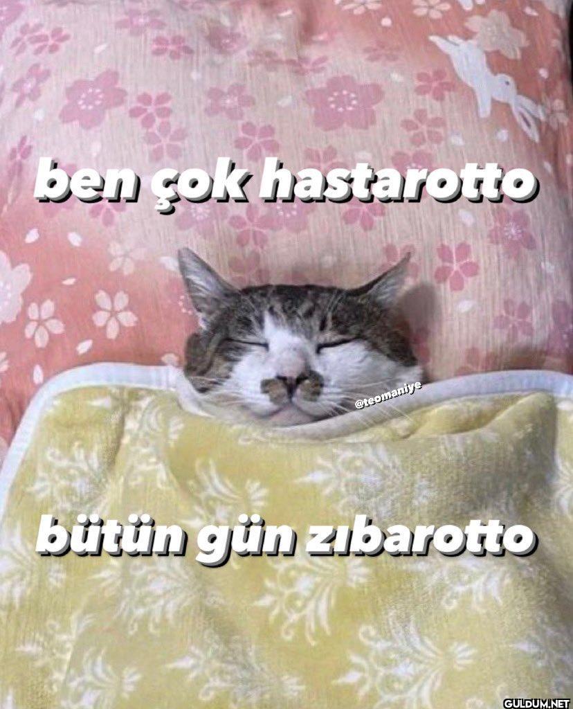 bütün gün zıbarotto