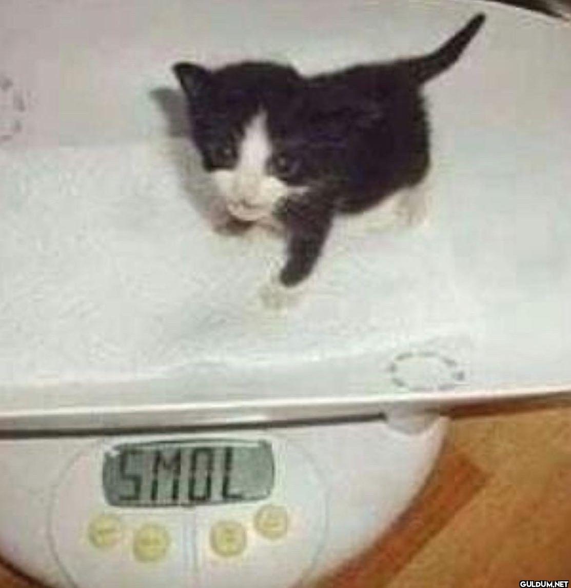 SMOL