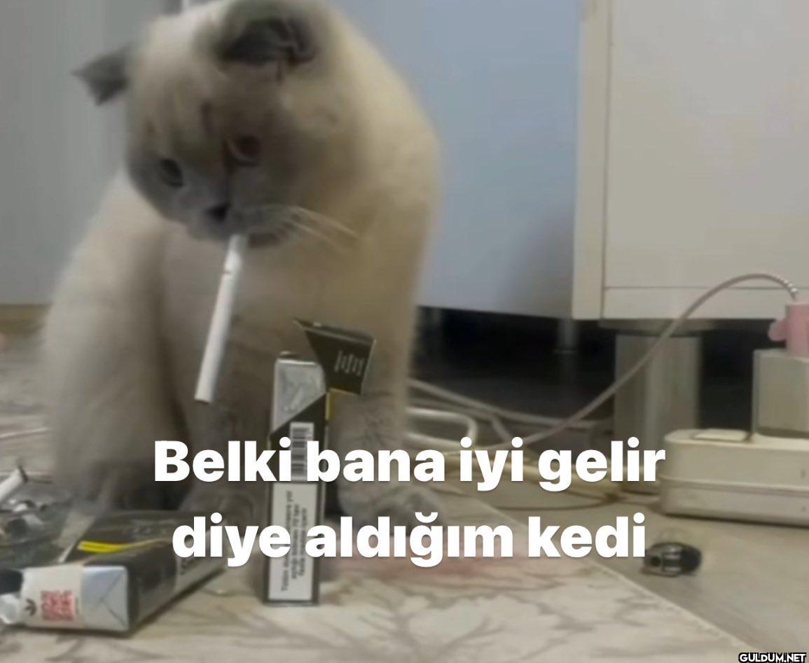 Belki bana iyi gelir diye...