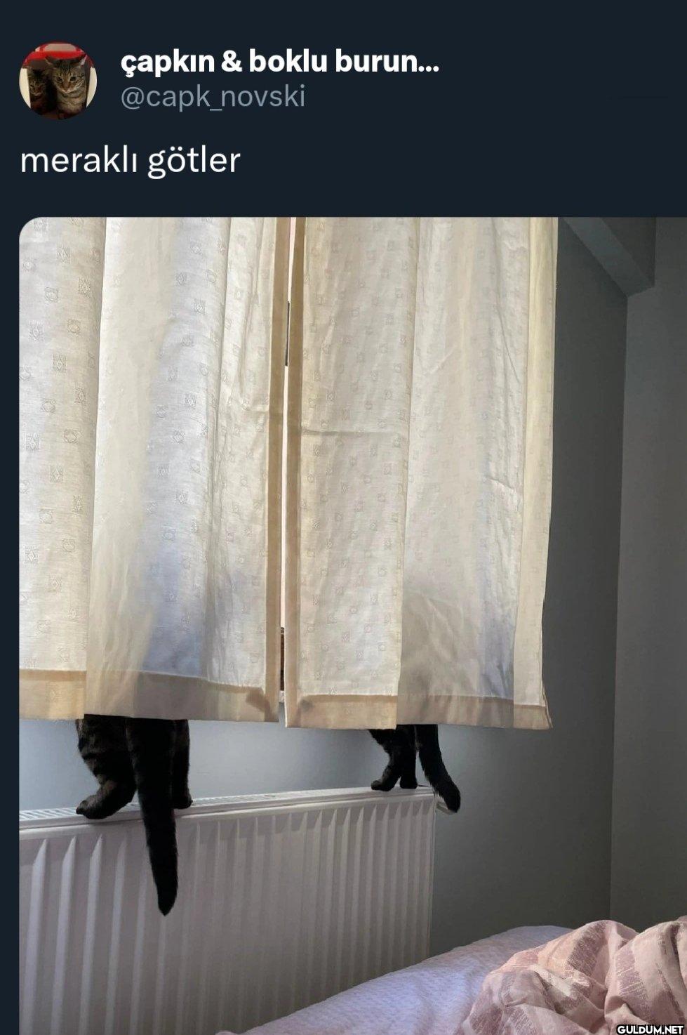 meraklı götler
