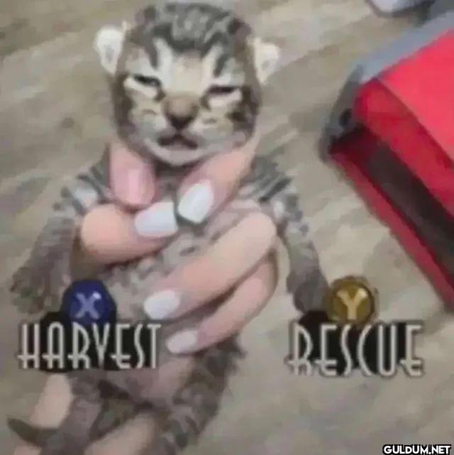 HARVEST RESCUE
