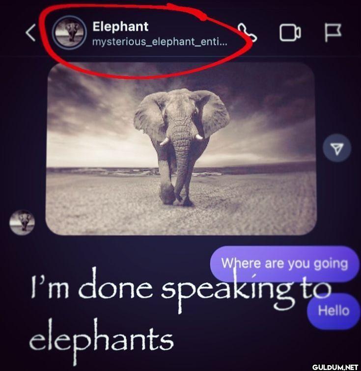 Elephant...