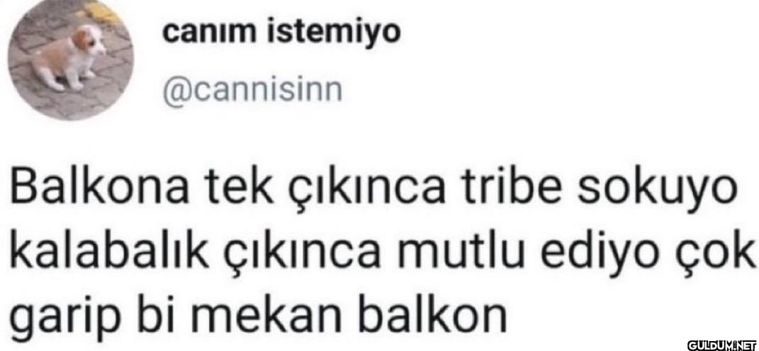 Balkona tek çıkınca tribe...