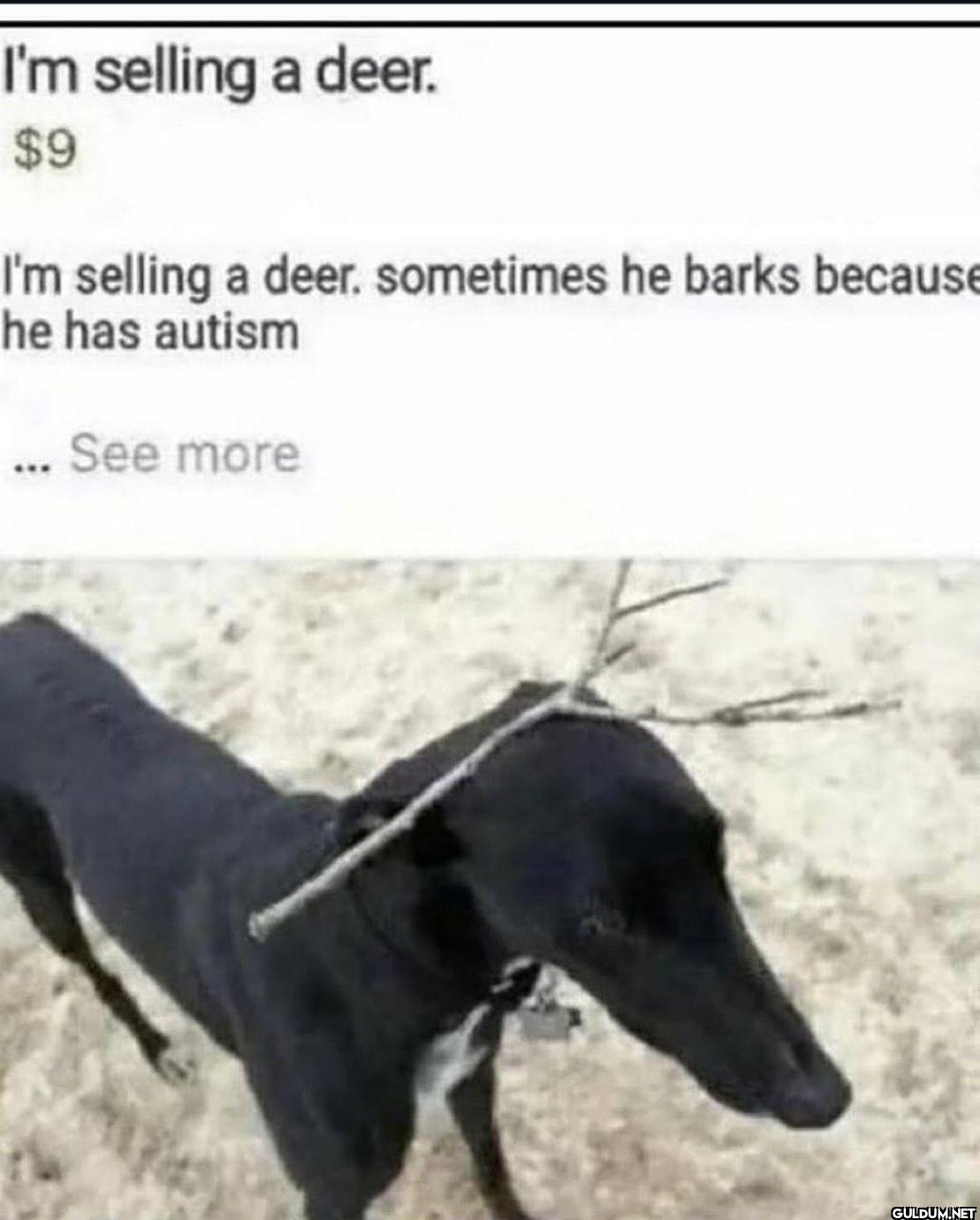 I'm selling a deer. $9 I'm...
