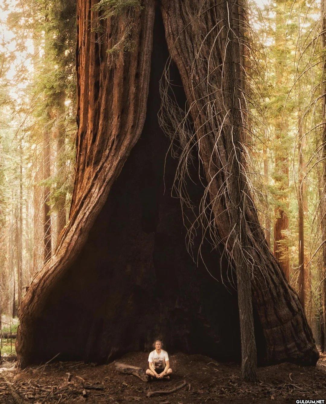 14. Pacific Northwest Redwood Tree