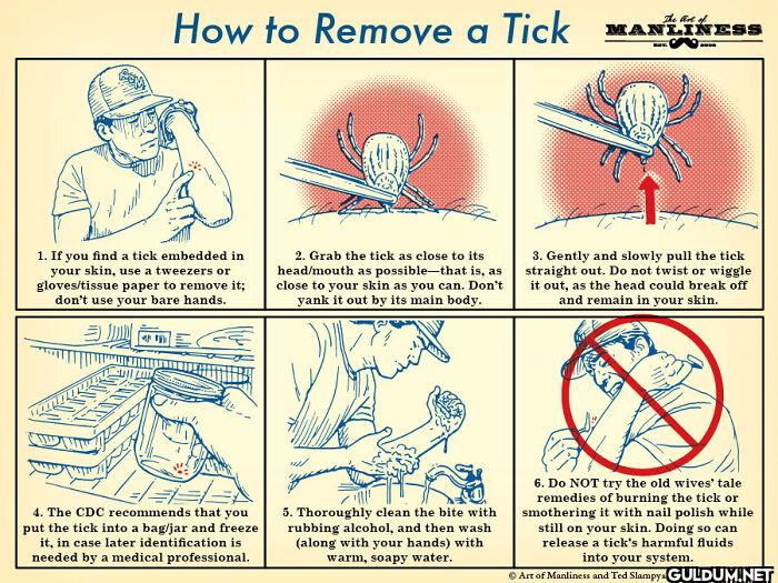 21. How To Remove A Tick  ...