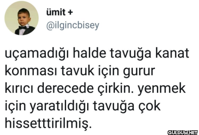 uçamadığı halde tavuğa...