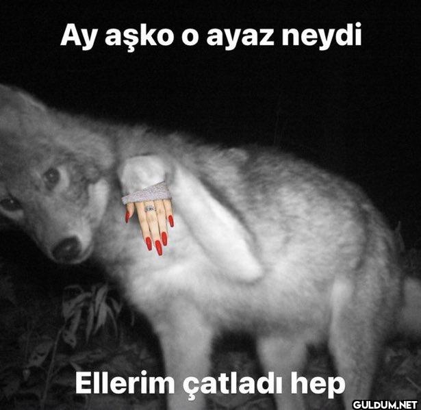 Ay aşko o ayaz neydi...