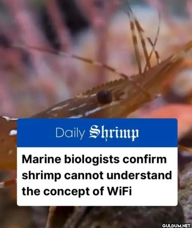 Daily Shrimp Marine...