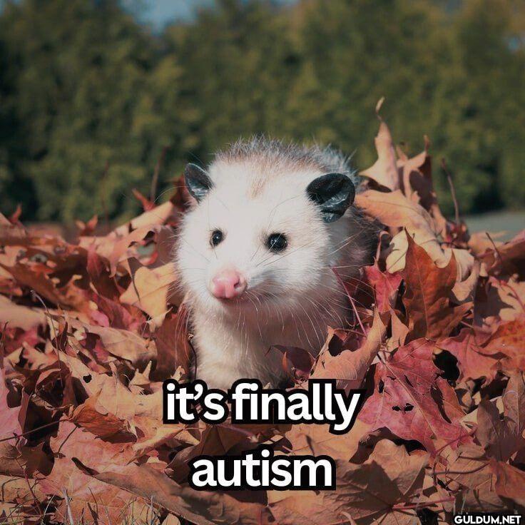 it's finally autism