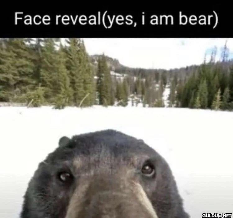 Face reveal(yes, i am bear)