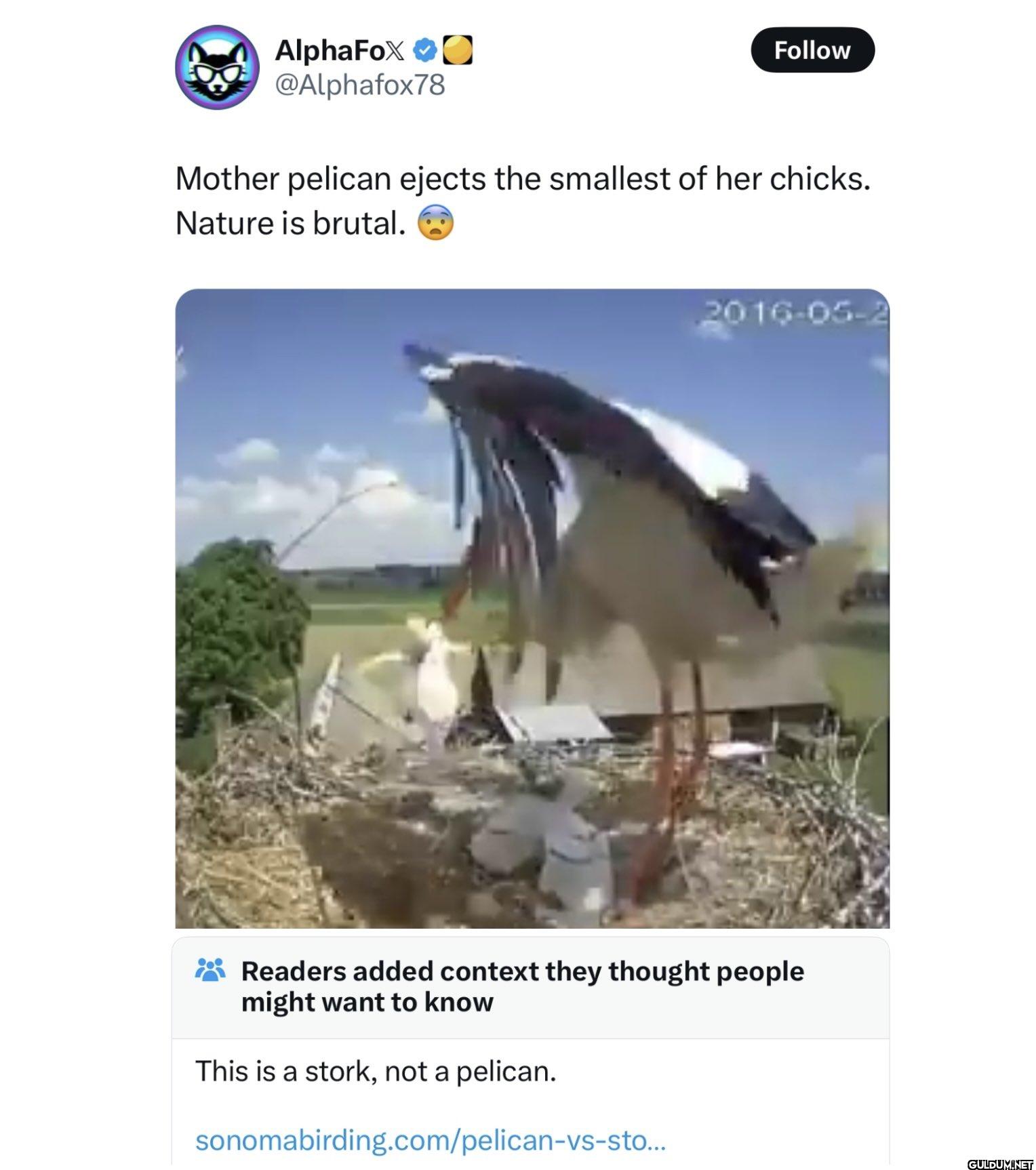 Follow Mother pelican...