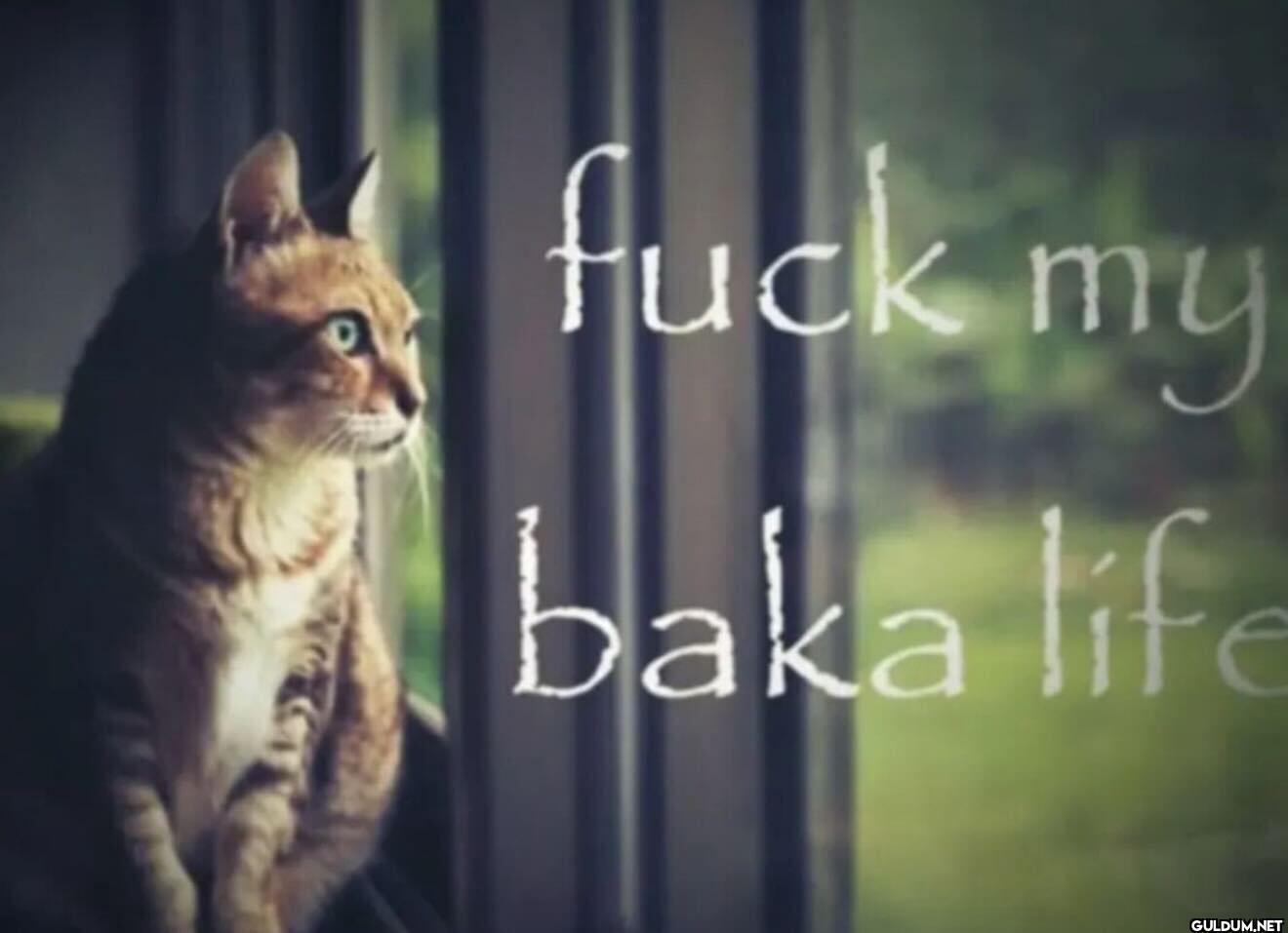 fuck my baka life