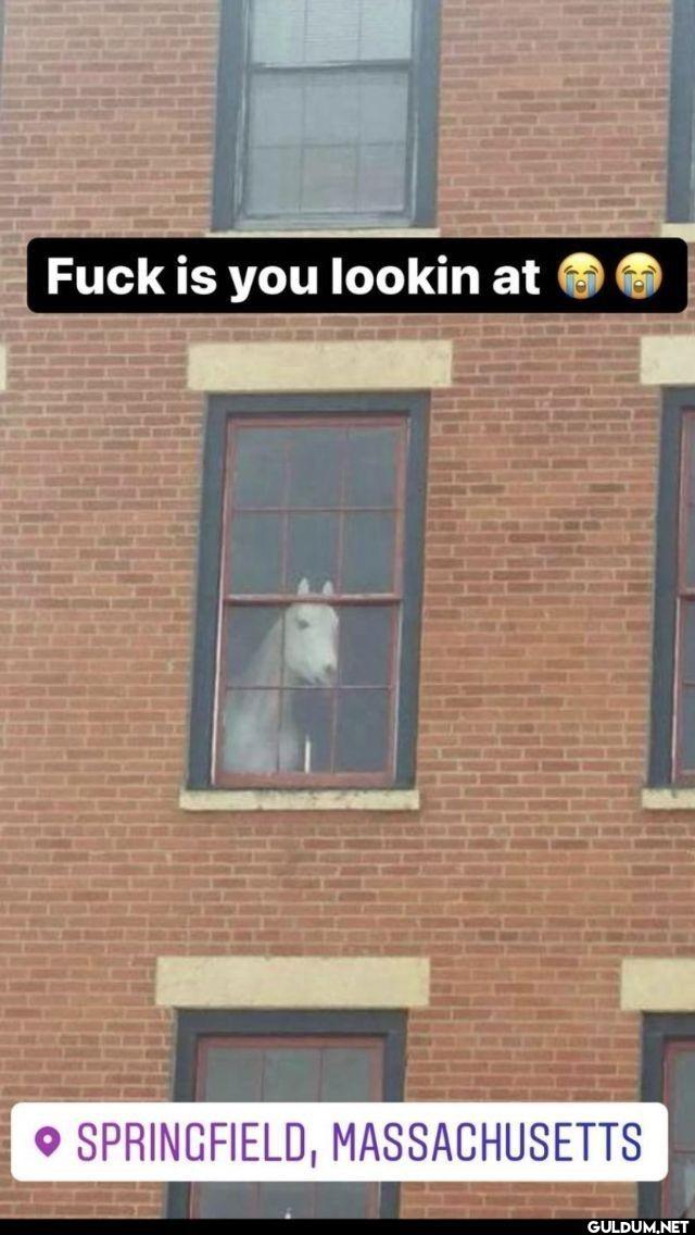 Fuck is you lookin at...