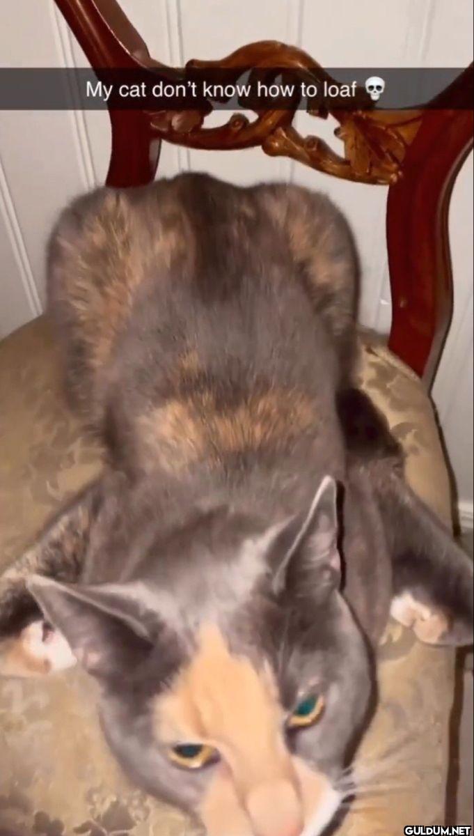 My cat don't know how to loaf