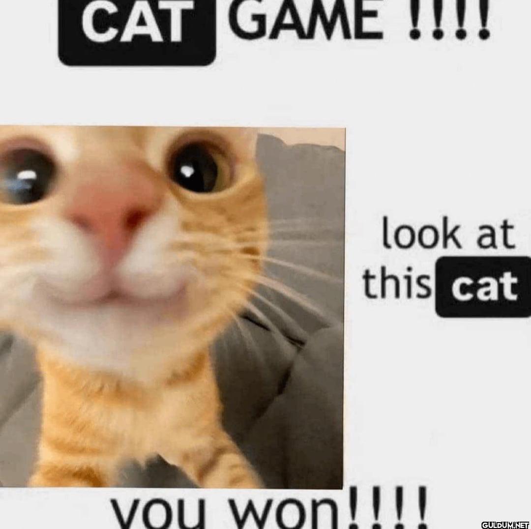 CAT GAME !!!! look at this...