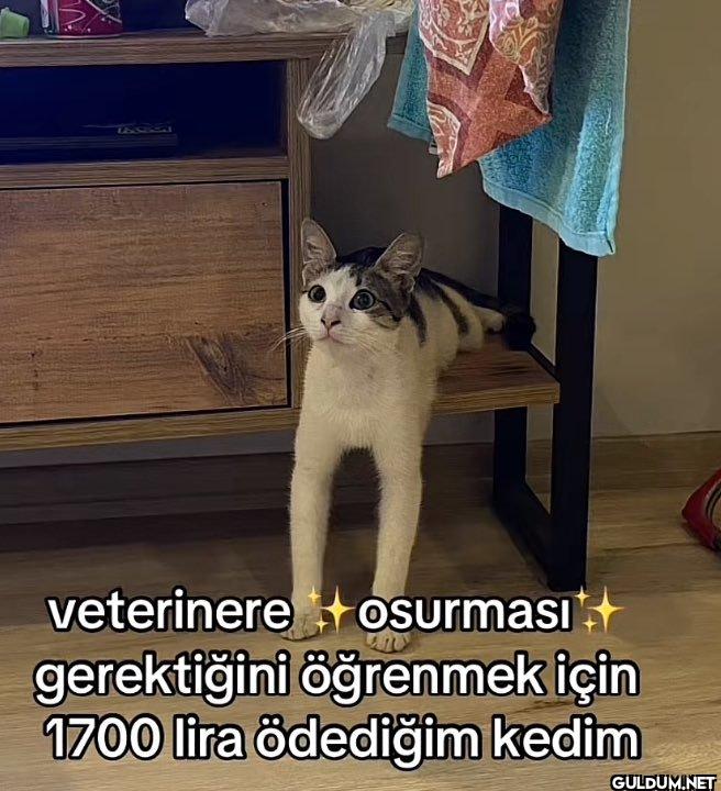veterinere Osurması...