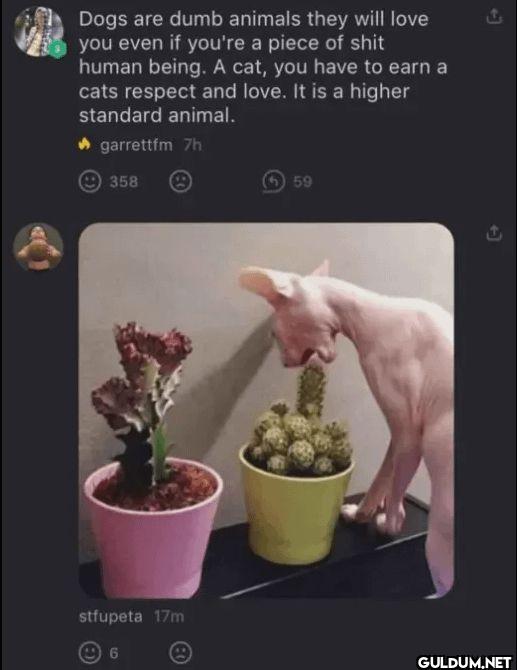 + Dogs are dumb animals...