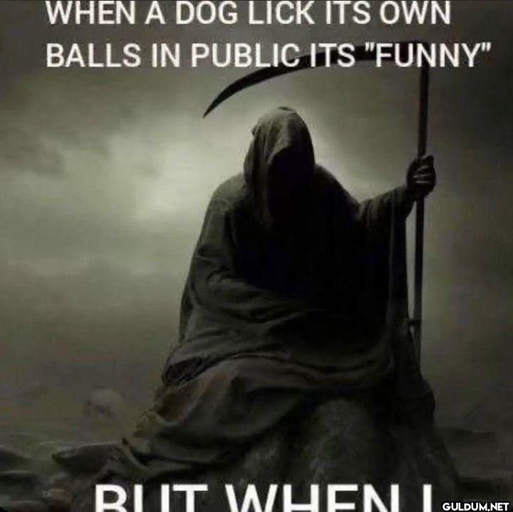 WHEN A DOG LICK ITS OWN...