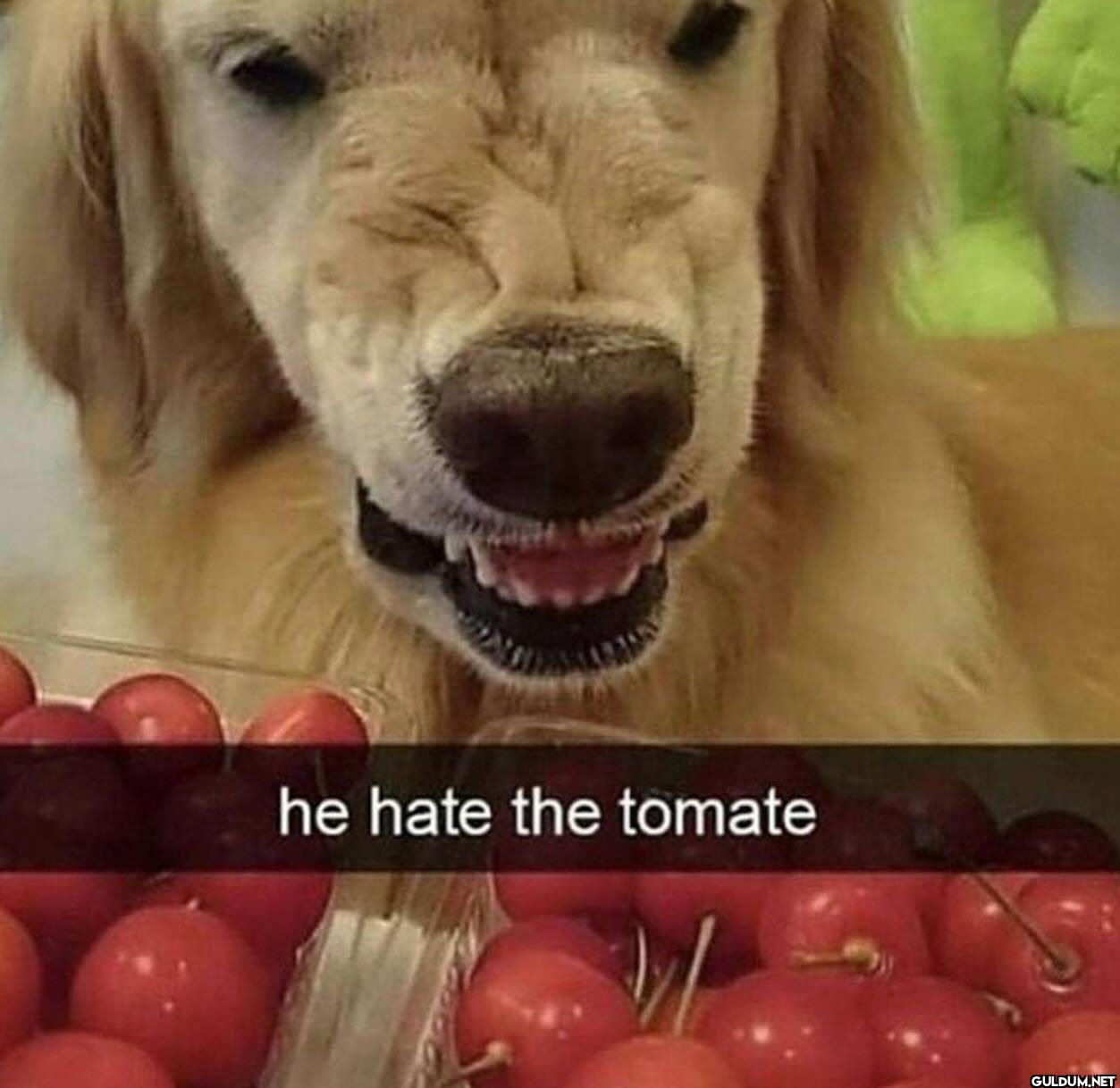 he hate the tomate