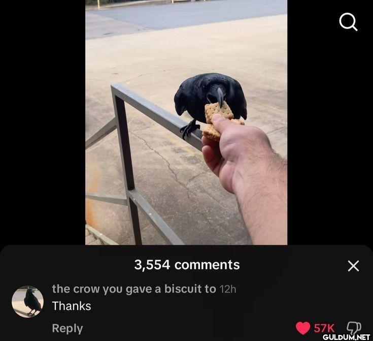 3,554 comments the crow...