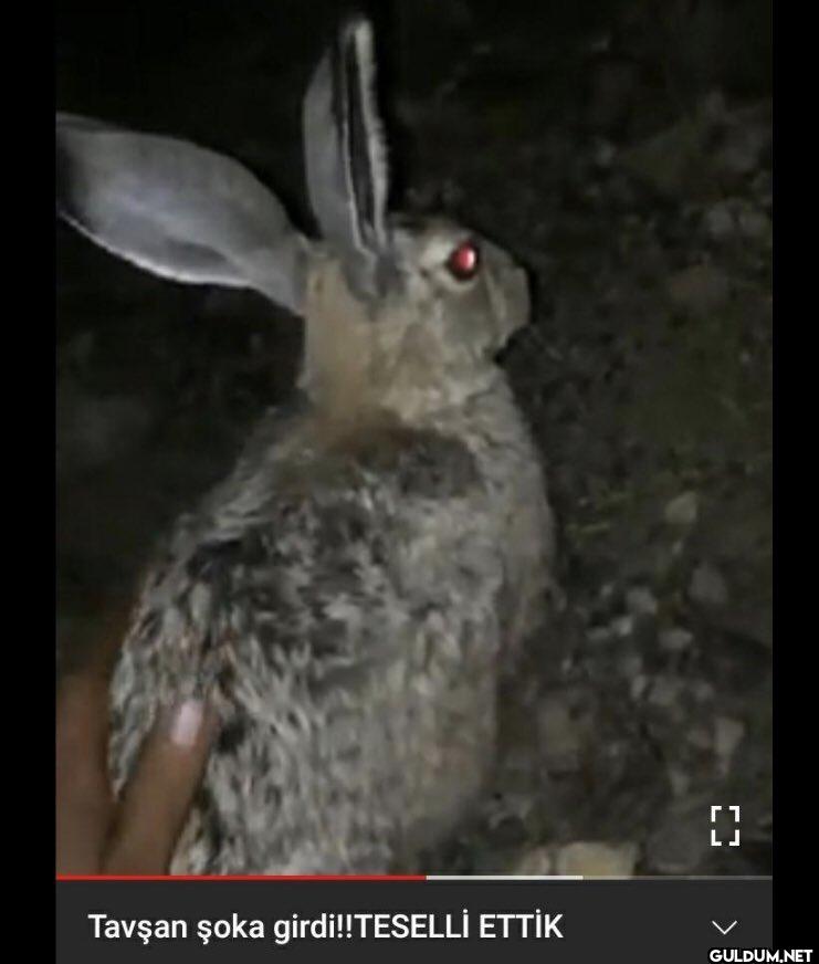 Tavşan şoka girdi!!TESELLİ...