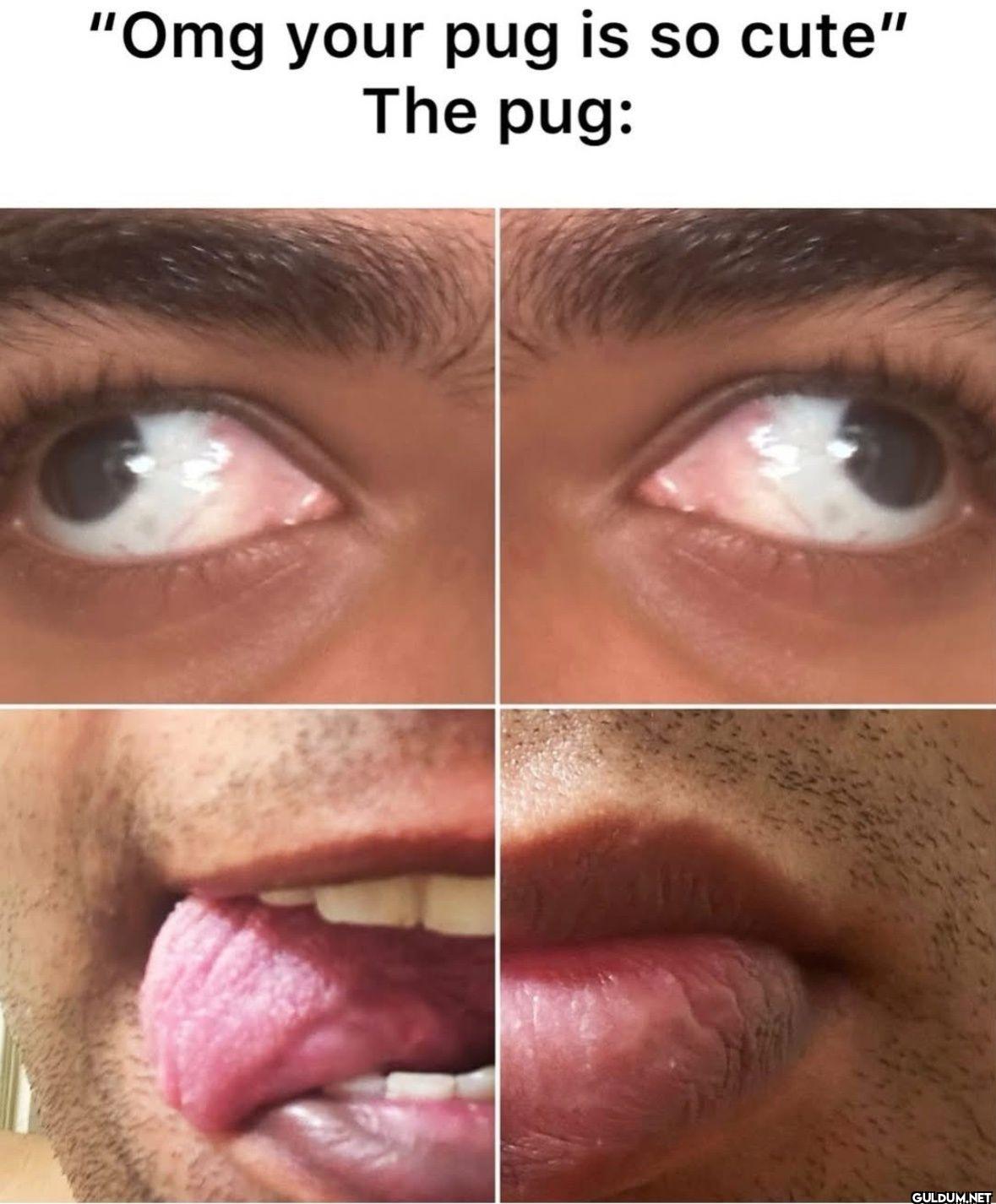 "Omg your pug is so cute" The pug: