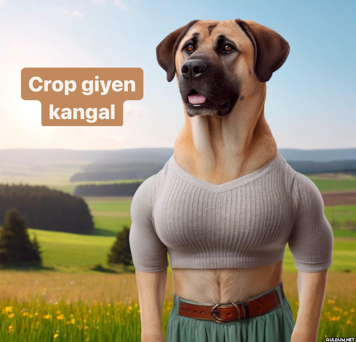 Crop giyen kangal