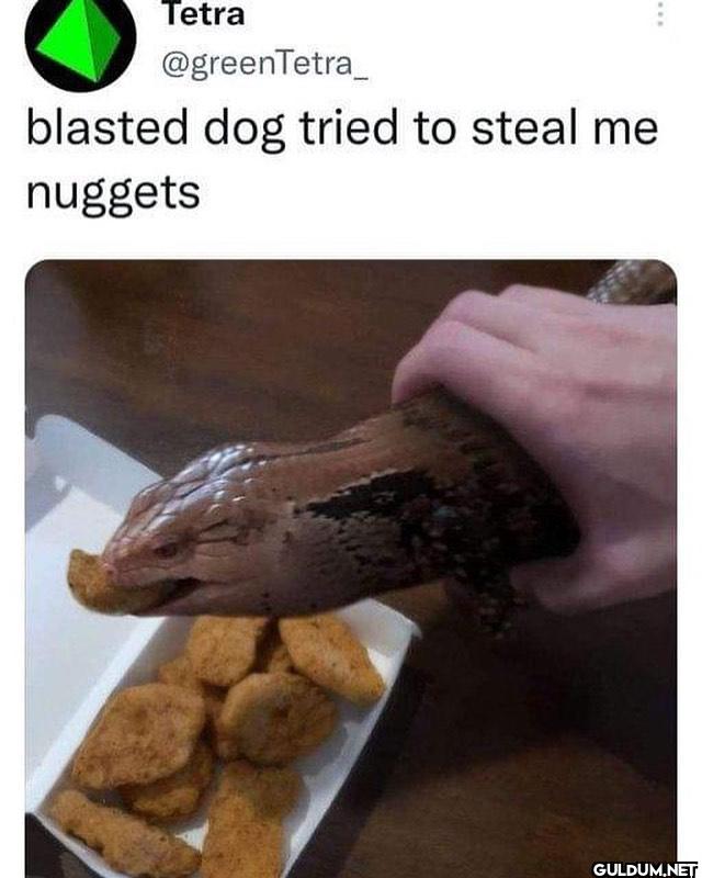 blasted dog tried to steal...
