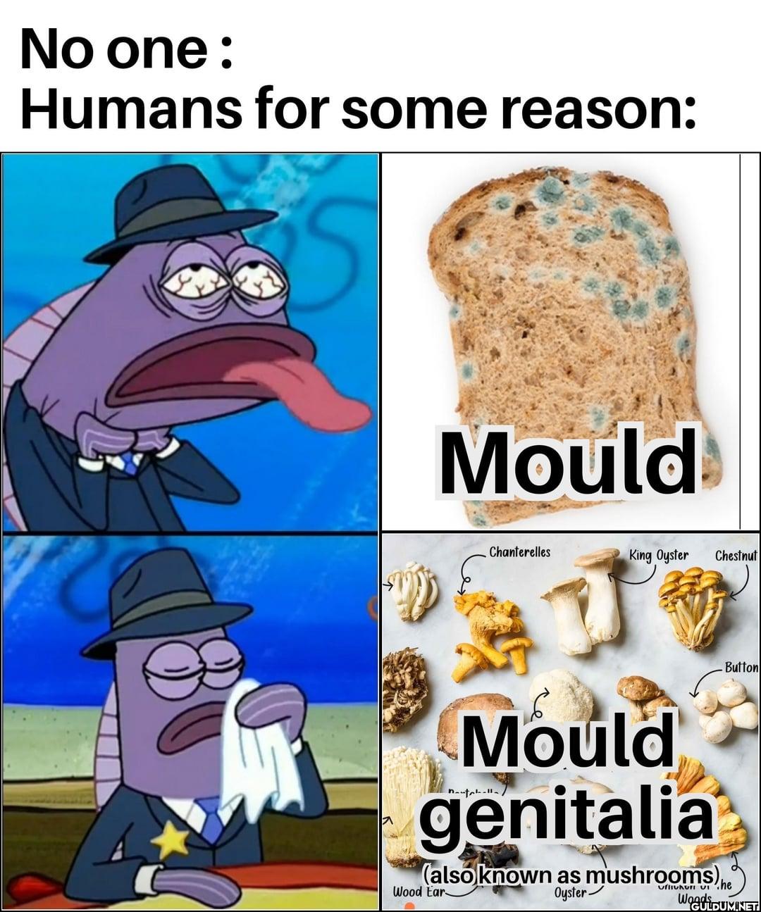 No one: Humans for some...