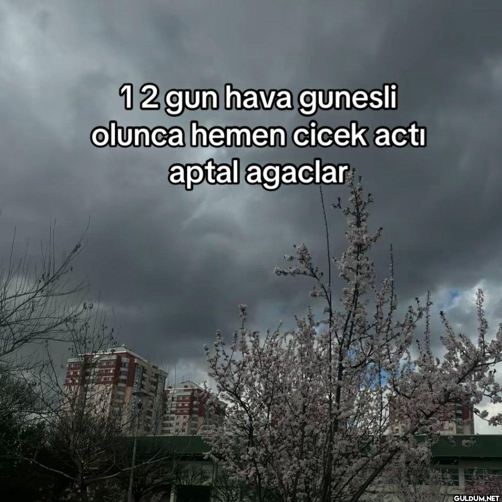 12 gun hava gunesli olunca...