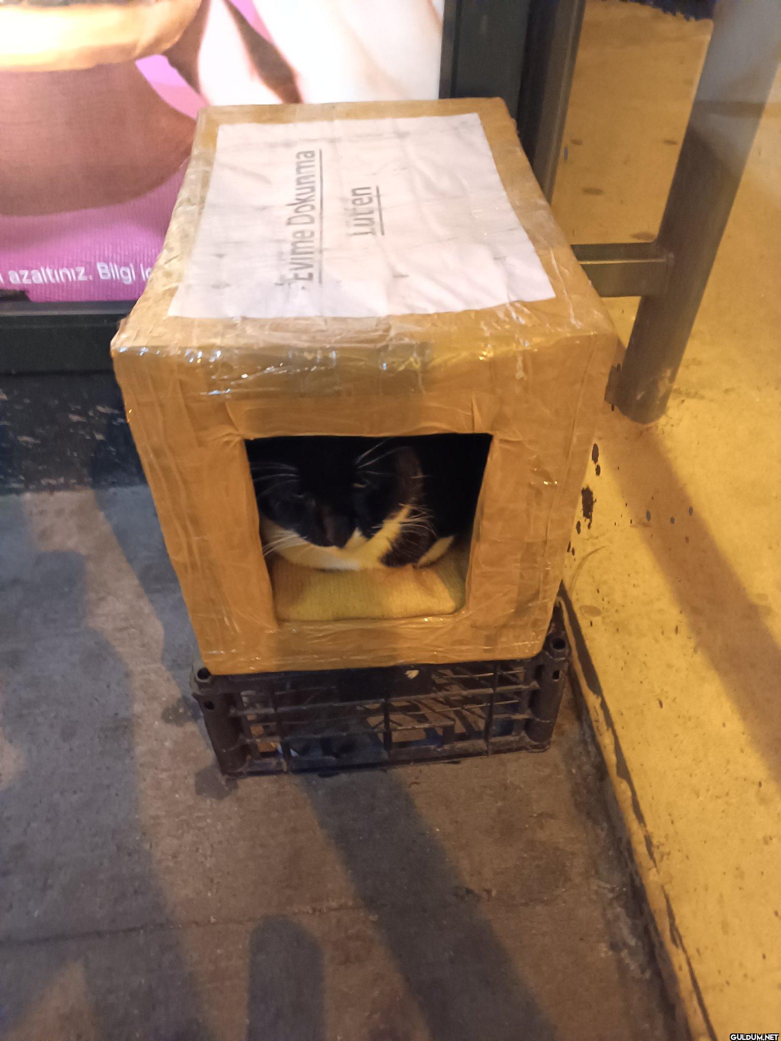 İlk kez kedi evinin içinde...