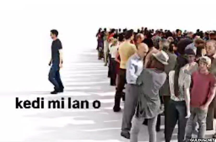 kedi mi lan o