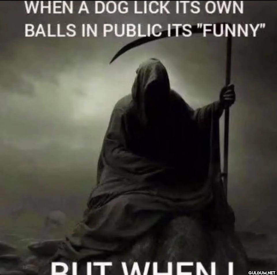 WHEN A DOG LICK ITS OWN...