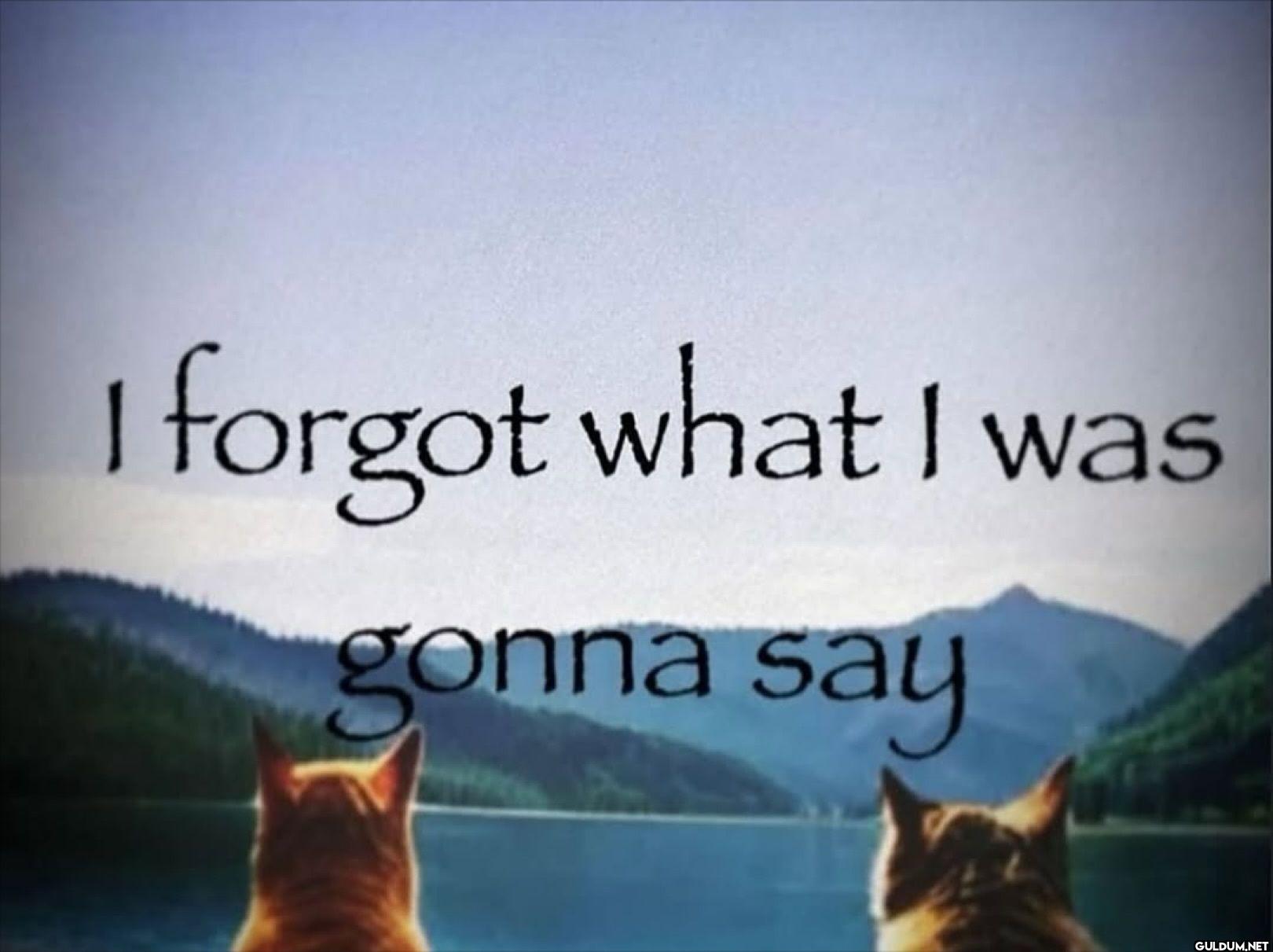 I forgot what I was gonna say