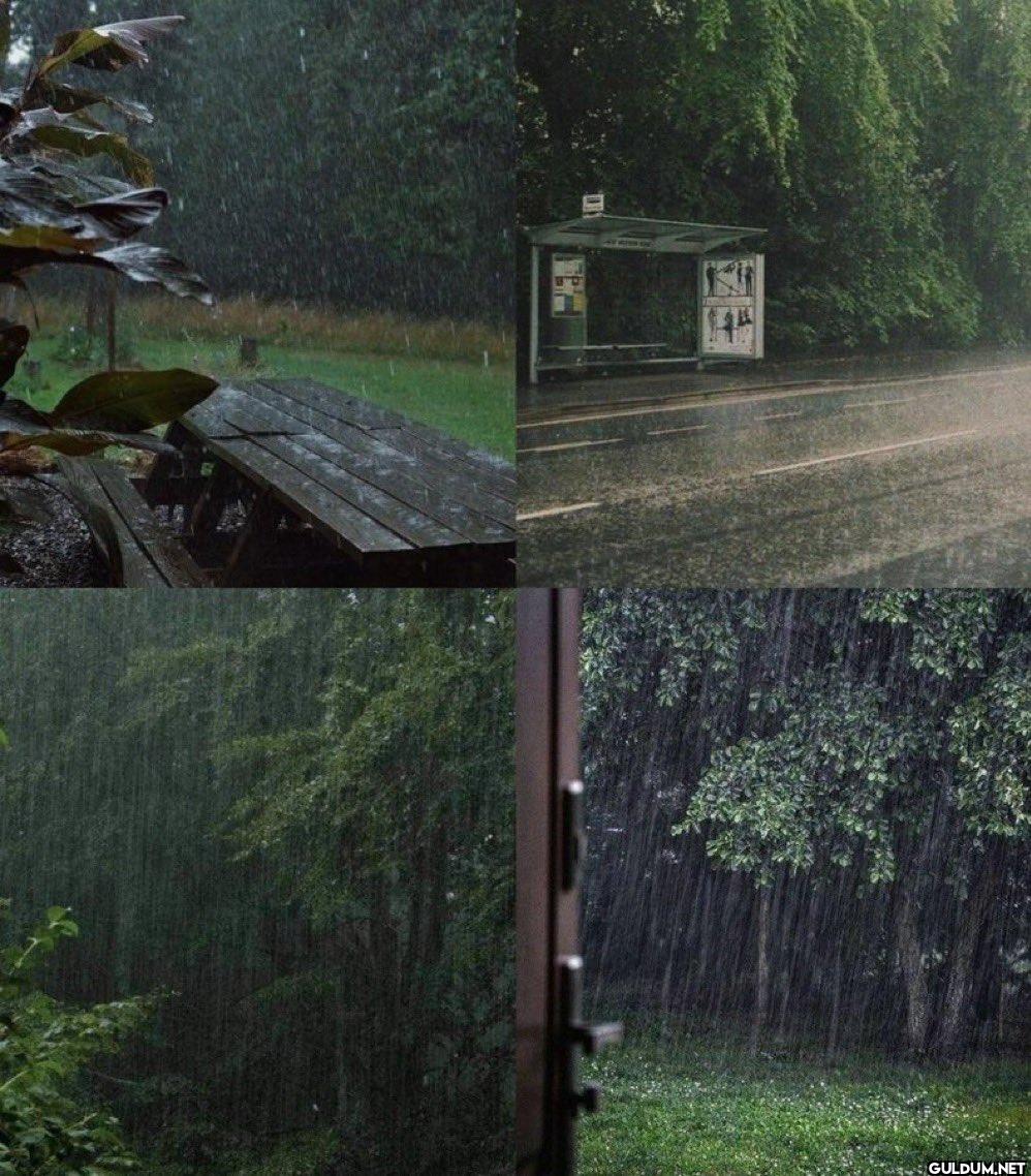 the smell of rain>>>    14
