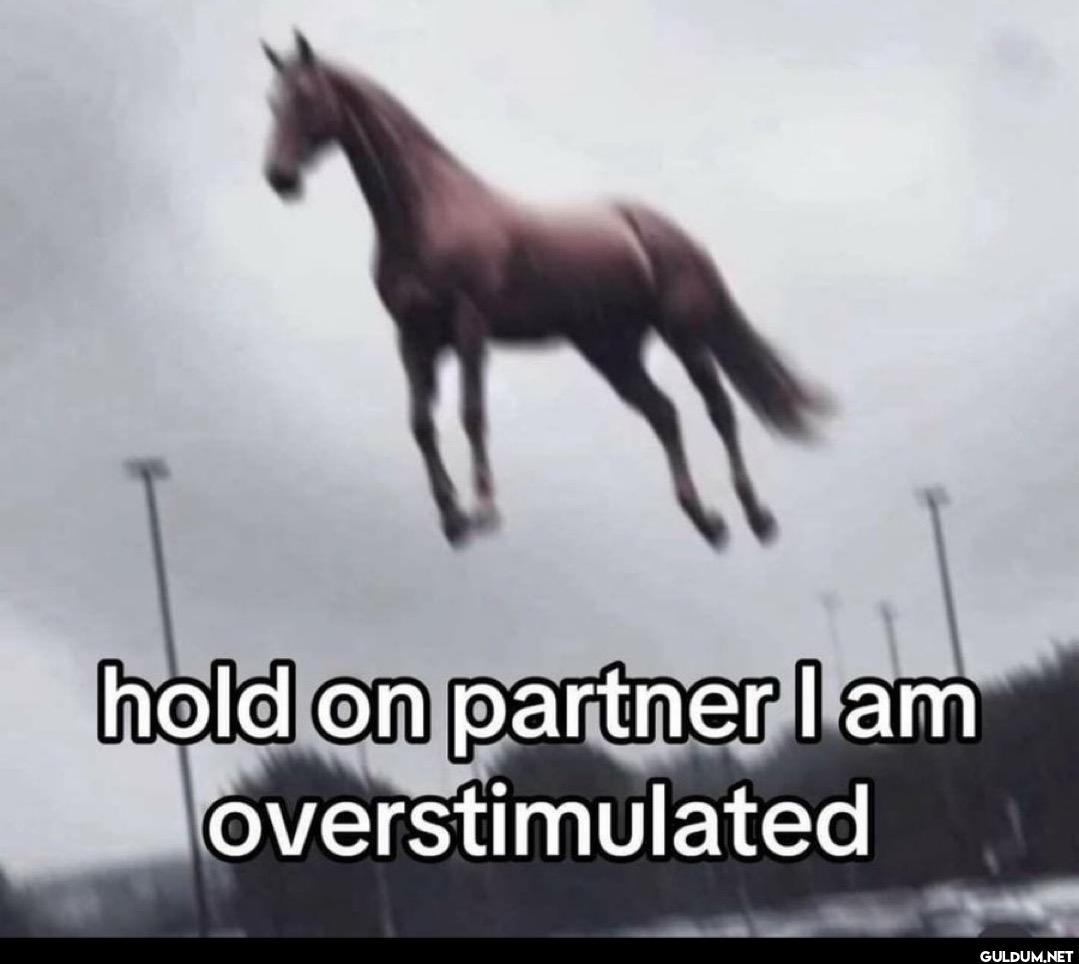 hold on partner I am overstimulated
