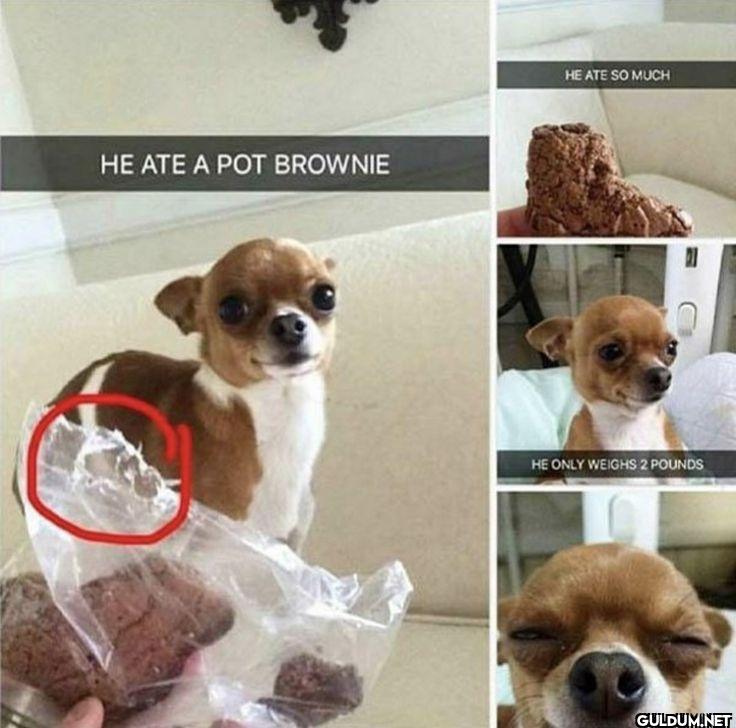 ︎ ︎ ︎ ︎    HE ATE A POT...