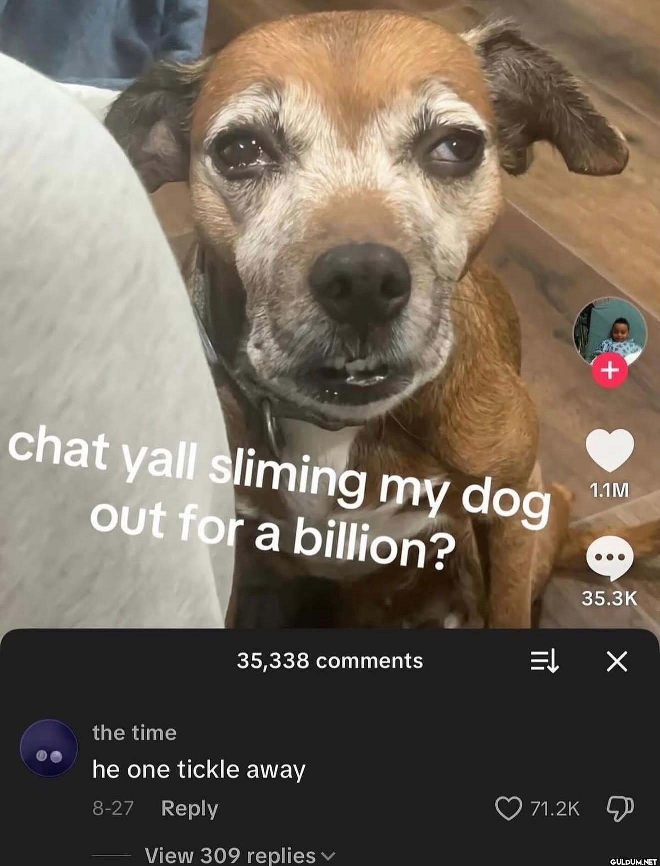 chat yall sliming my dog...