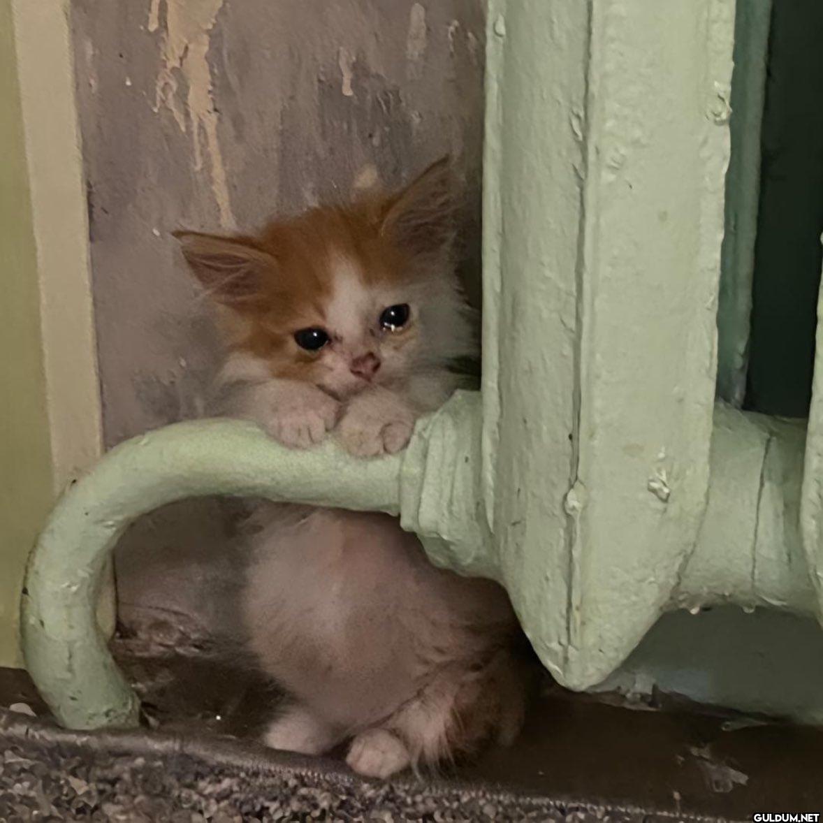 Soğuk havaların etkisiyle...